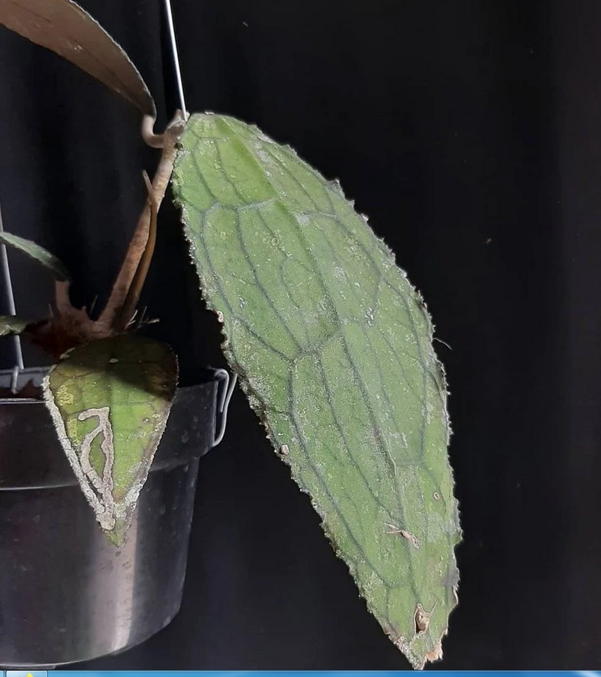 Hoya Clemensiorum Sp North Sumatra Real Pict Rare Tropical Outdor Indor Plant