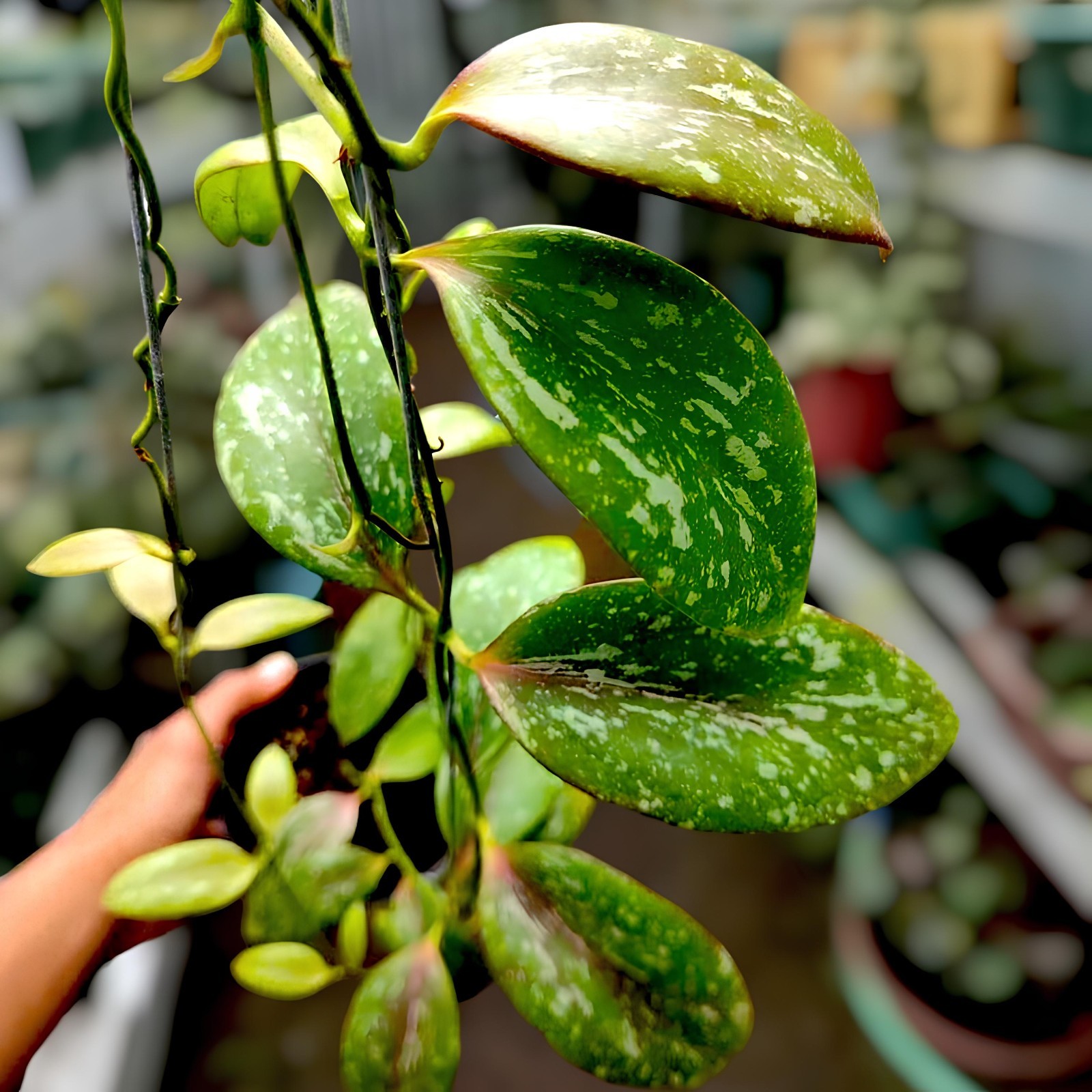 Hoya YH 001 Rare Uniqe Jungle Plant Jungle Plant