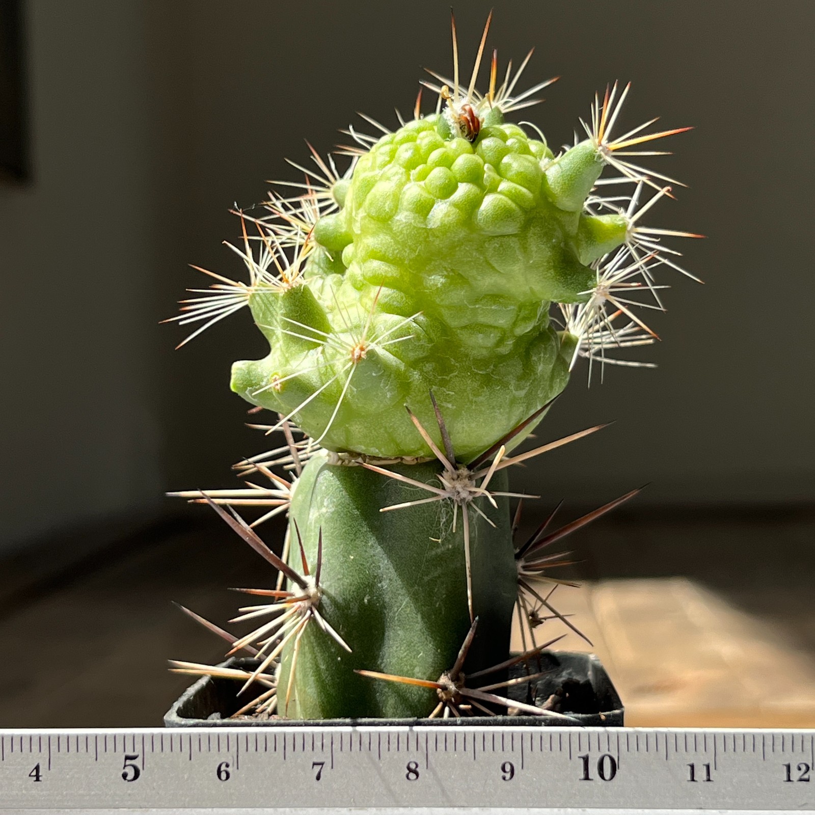 A30-1269 Mammillaria bocasana cv. ‘Fred’, grafted