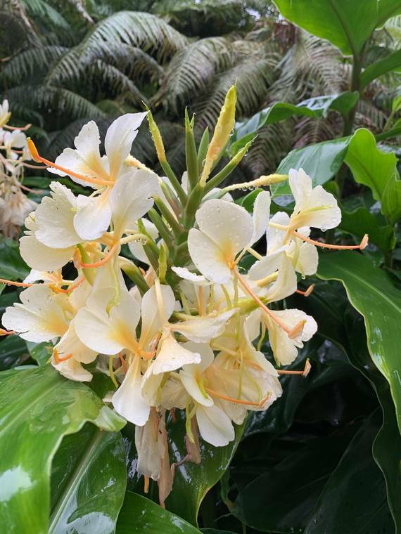 2 HAWAIIAN WHITE GINGER ROOTS – Easy to Grow – Blooms Very Fragrant