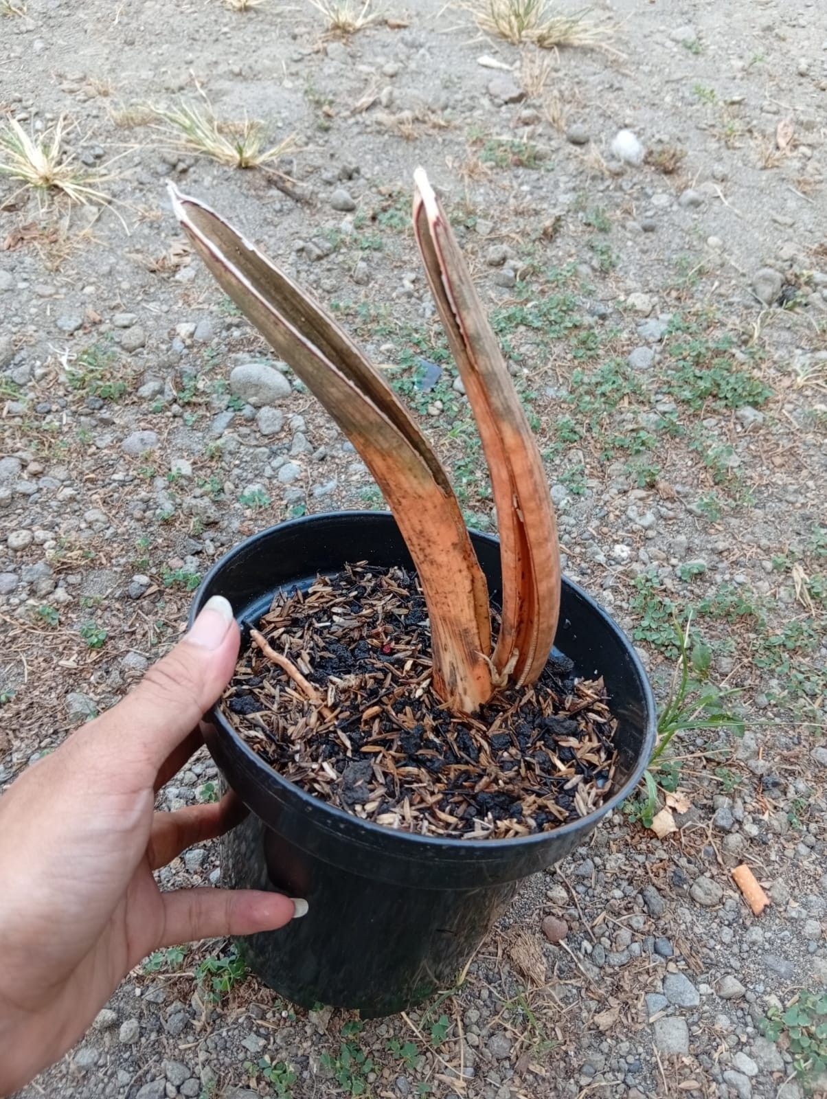 Real Picture Sansevieria Hallii Pink Bat Mocha 2 Leaf