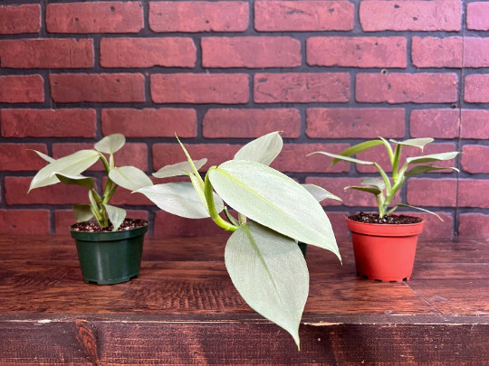 Silver Sword Philodendron in 4” Pot | Live House Plant Air Roots Multiple Nodes
