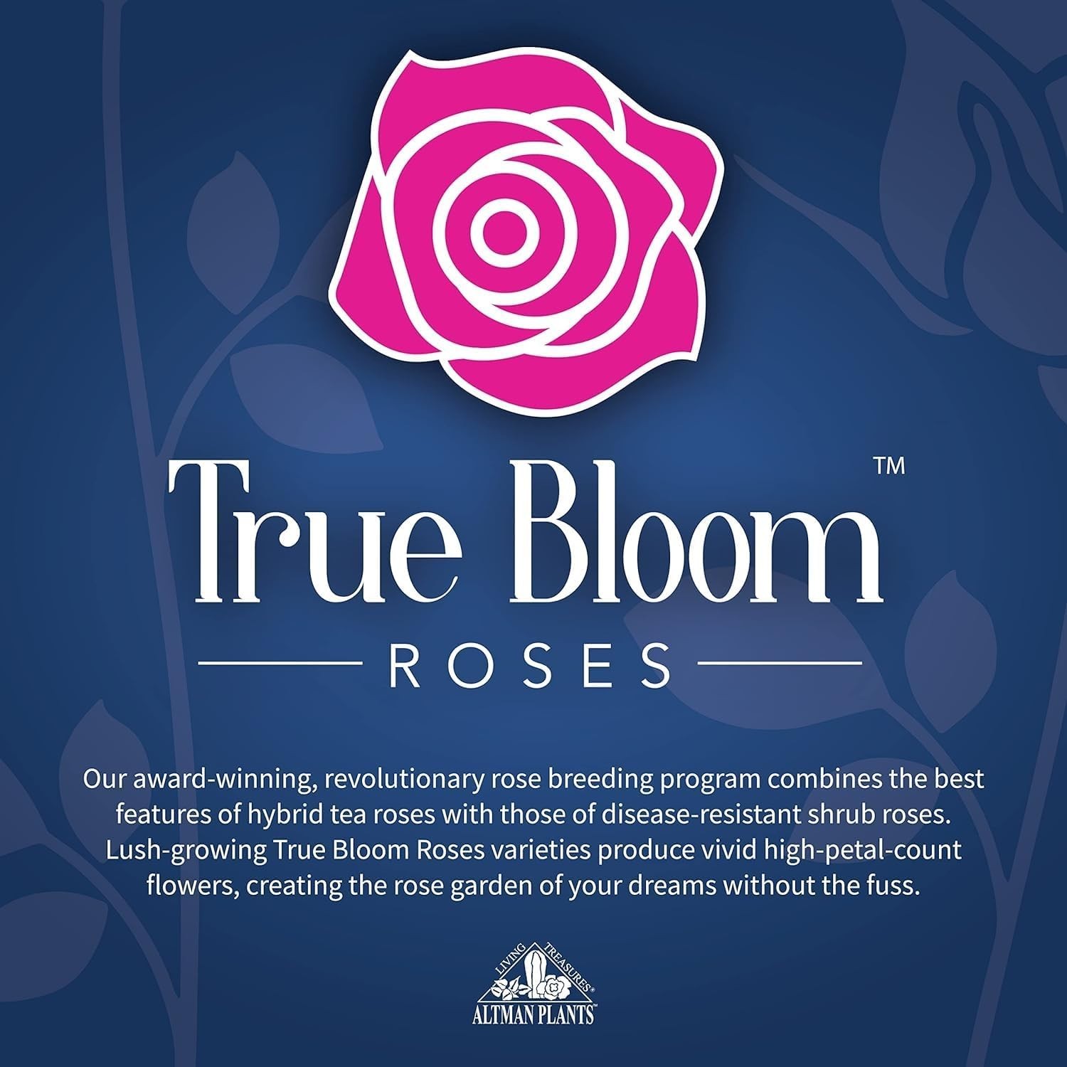 Live Red Rose Bush – Ideal Gift for Plant Lovers & Enthusiasts