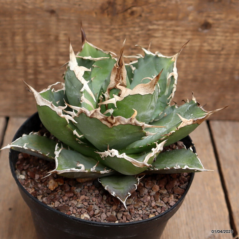 D119 AGAVE TITANOTA pot14-H11-W15 cm MaMa Cactus
