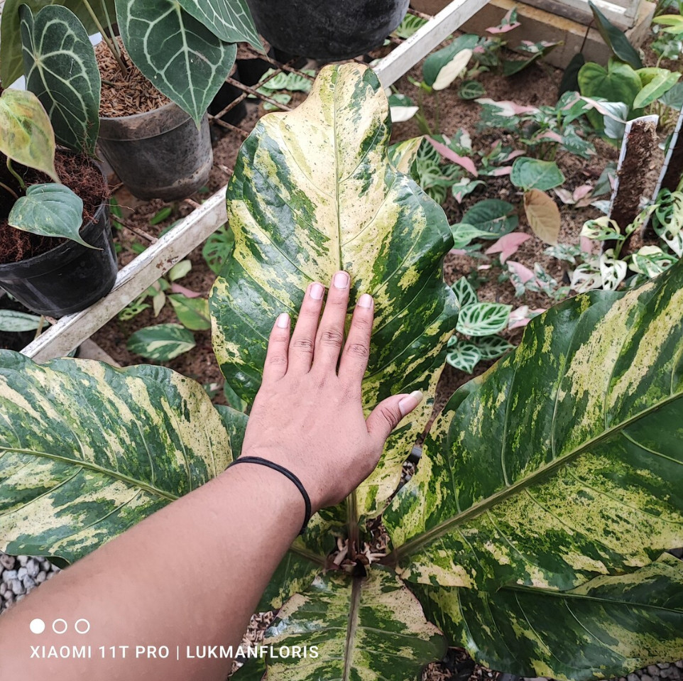 Anthurium Hokeri Variegated Big Size Real Picture Rare Plant