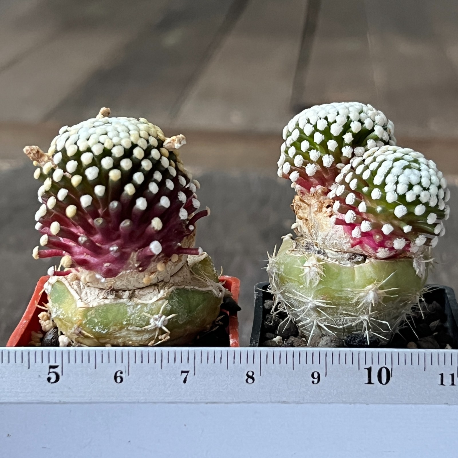 A50-3009 Mammillaria luethyi VM1157, Las Norias, Coa, 2 pieces, grafted