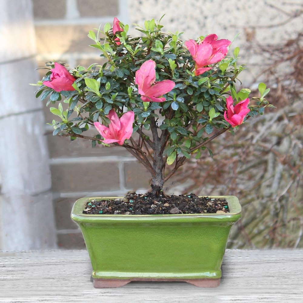 Brussel’s Bonsai – Live Satsuki Azalea Flowering Tree in Small, Green