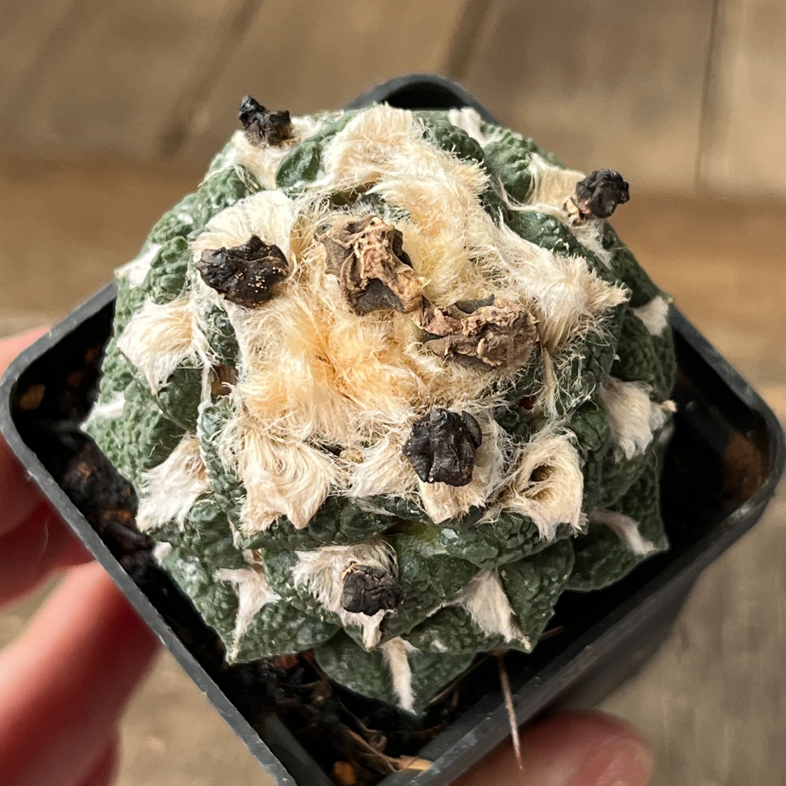A33-101 Cactus hybr (fiss x kotsch), grafted