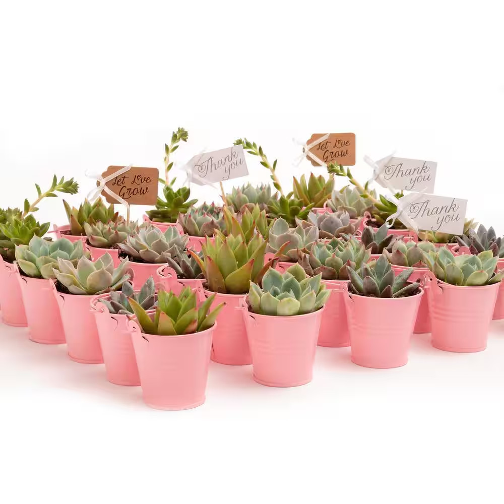 2 In. Wedding Event Rosette Succulents Plant with Pink Metal Pails and Let Love