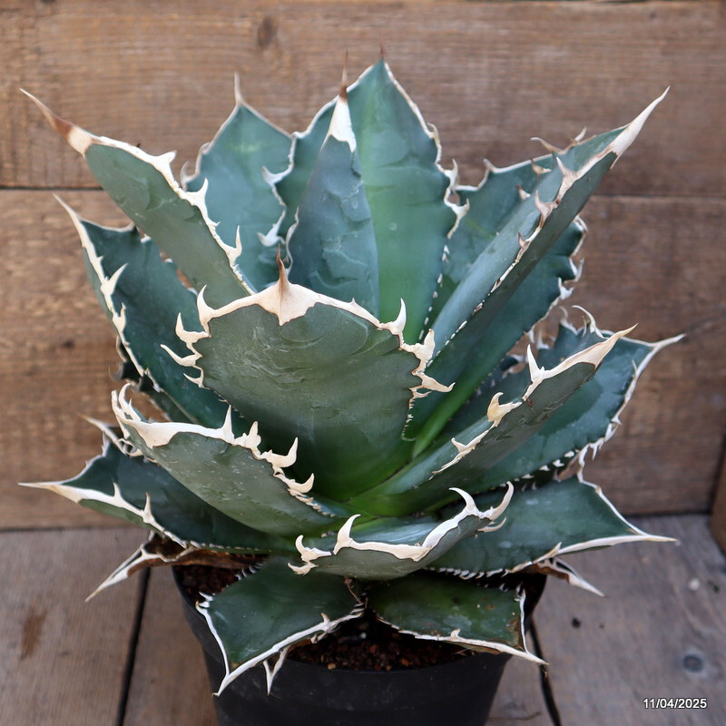 D3112 AGAVE TITANOTA COMPACT FORM pot18-H22-W265 cm MaMa Cactus
