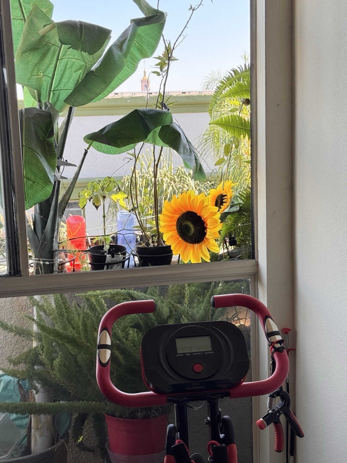 Stunning super bright Intense yellow sunflower decoration. Light Up Your Life !