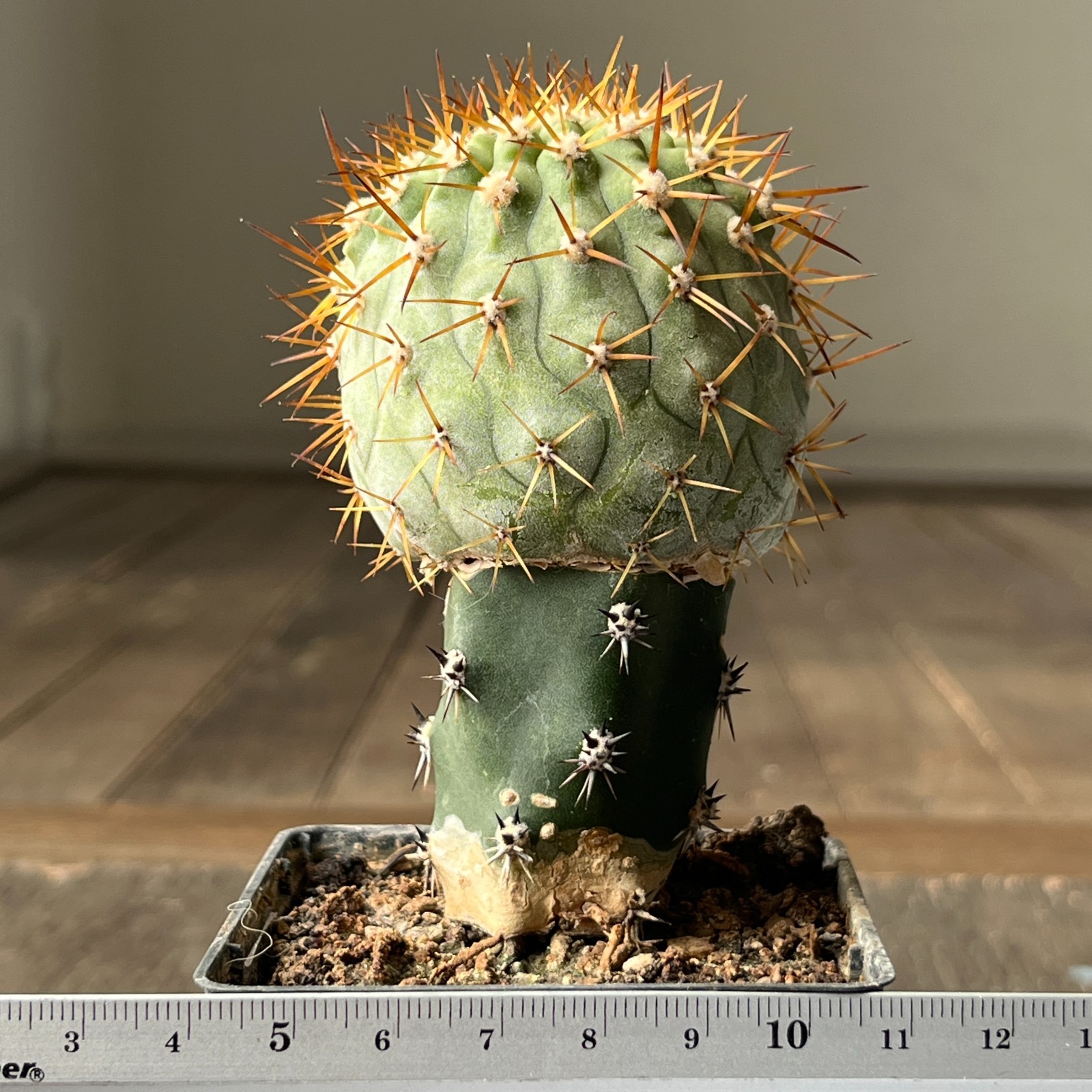 A13-1224 Copiapoa columna-alba, JN1295, Pan de Azucar, 57m, grafted