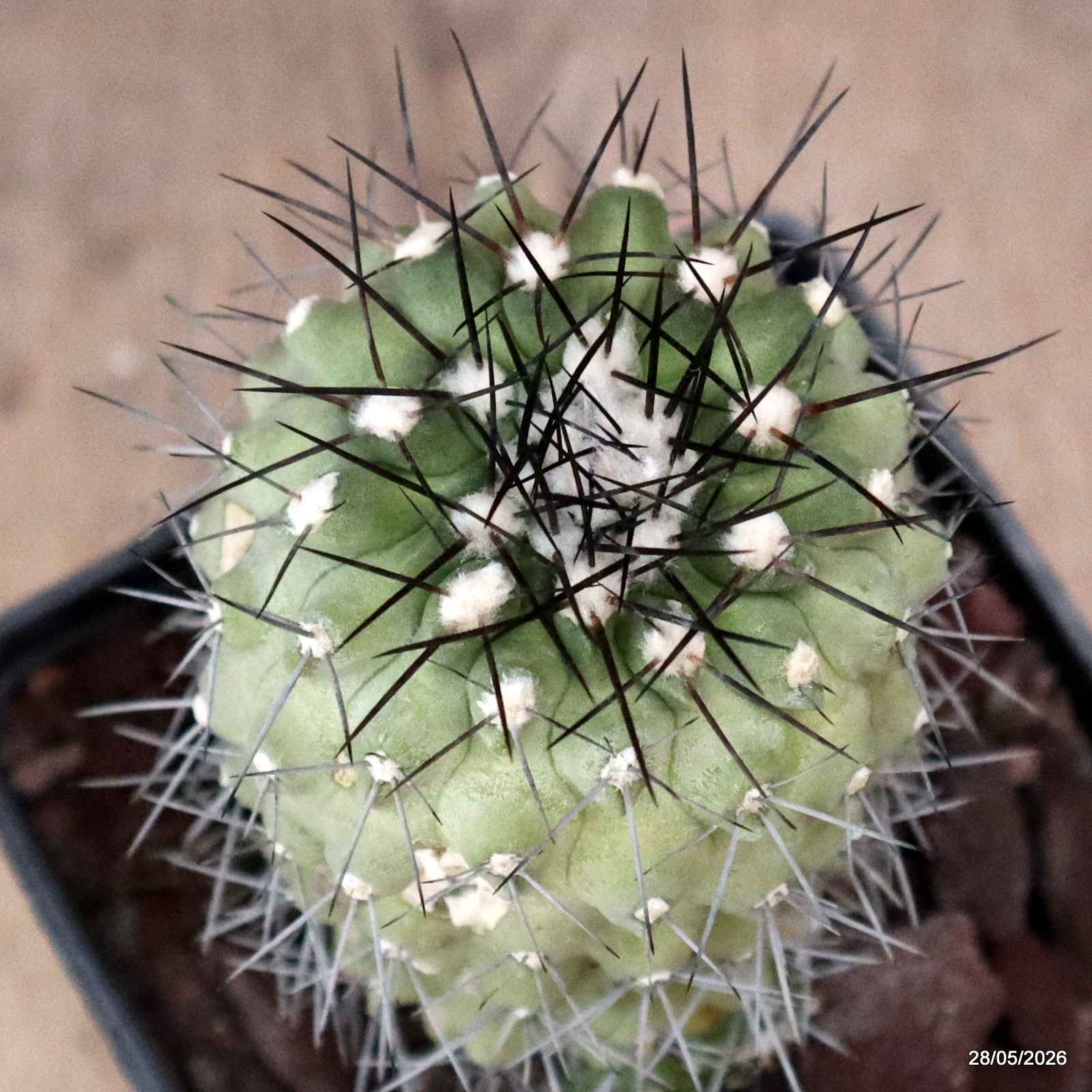 D3383 COPIAPOA ESMERALDANA pot10-H7-W5,5 cm MaMa Cactus