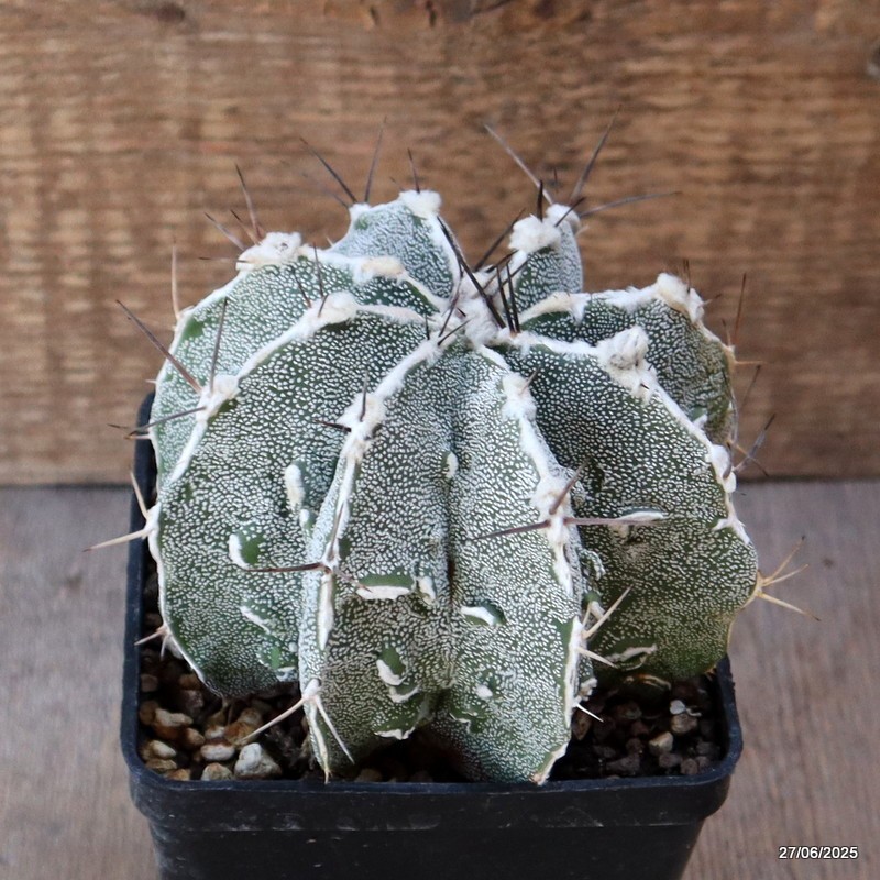 D4888 ASTROPHYTUM ORNATUM X HANNYA pot10-H9-W12 cm MaMa Cactus