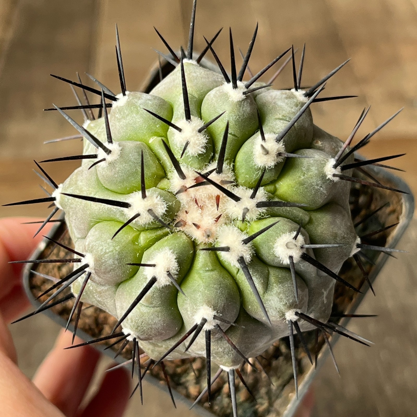 A13-634 Copiapoa sinerea HR1032, La Quinta, Super Black Spines, dark body