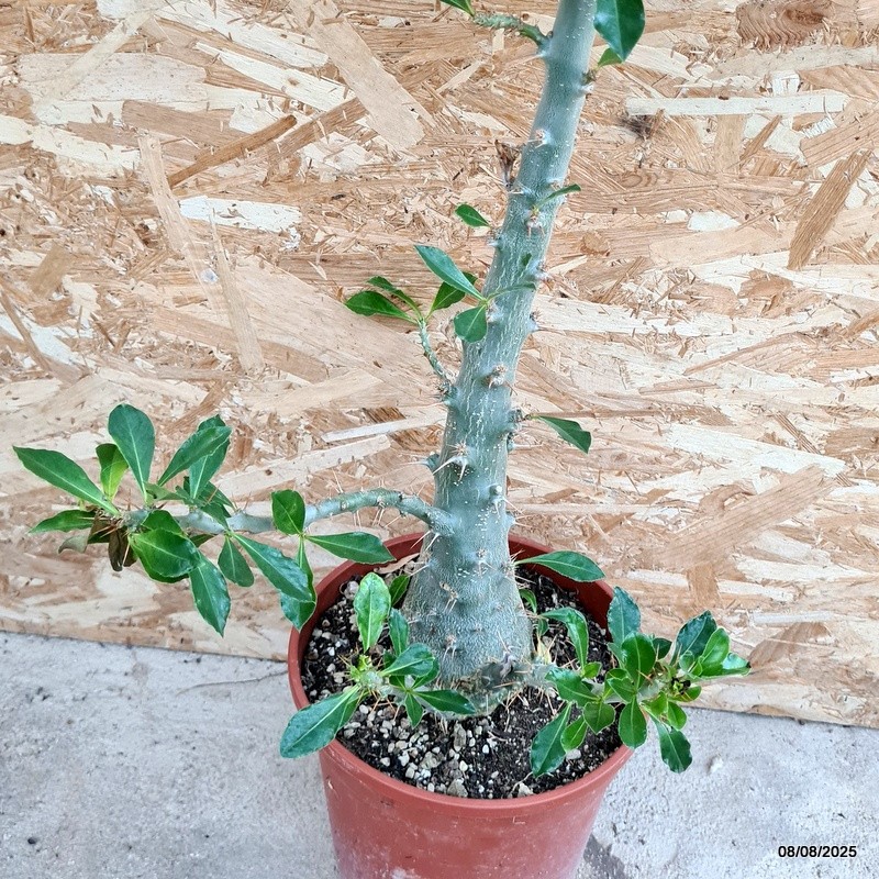 D5818 PACHYPODIUM SAUNDERSII pot22-H120-W40 cm MaMa Cactus