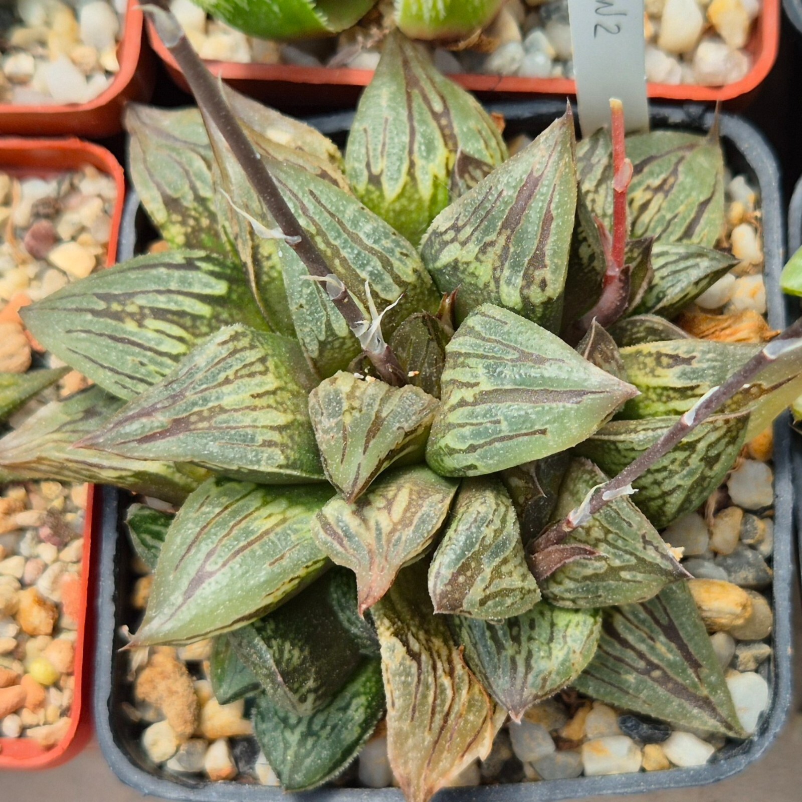 Haworthia ‘Black Mayor’ x ‘Yulia’ clon2 10seeds 2025 year
