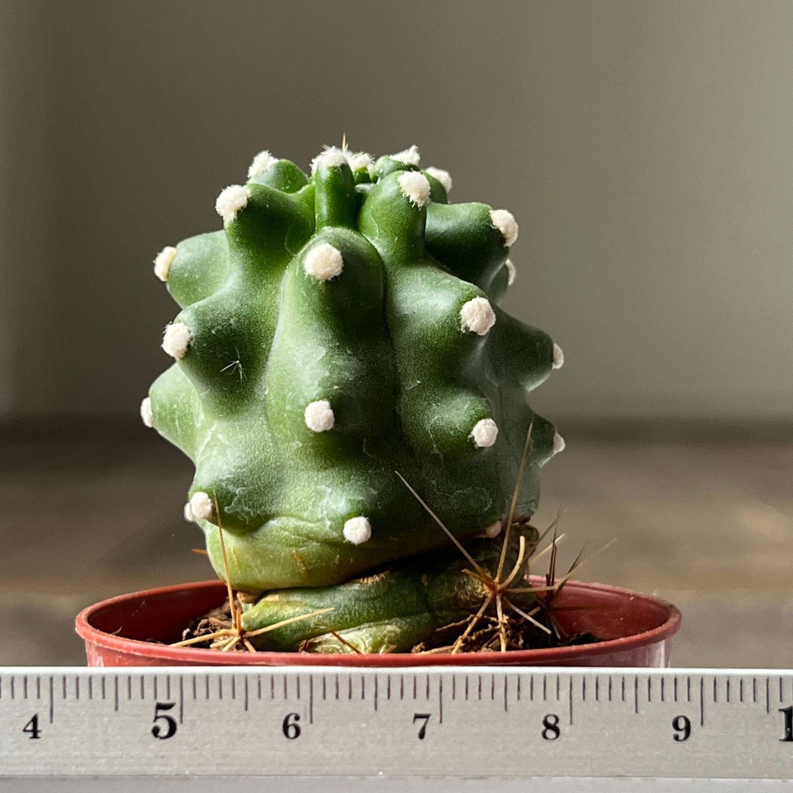 A17-747 Echinocereus v. perbella JRT 207, Ellis Co, OK, grafted