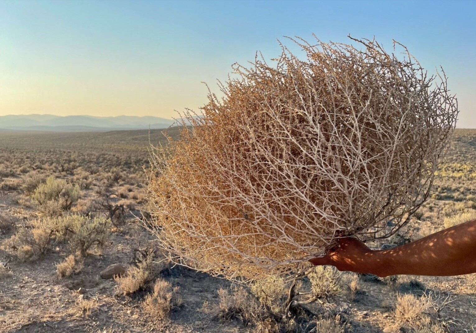 Tumbleweeds !! Best & FULL!! XL Size! 2ft+ Huge Natural Western Decor Nevada USA