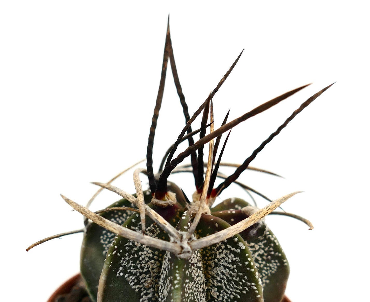 Astrophytum capricorne X BUFFALO (nice spines) – Goat’s horn cactus | Star cactu