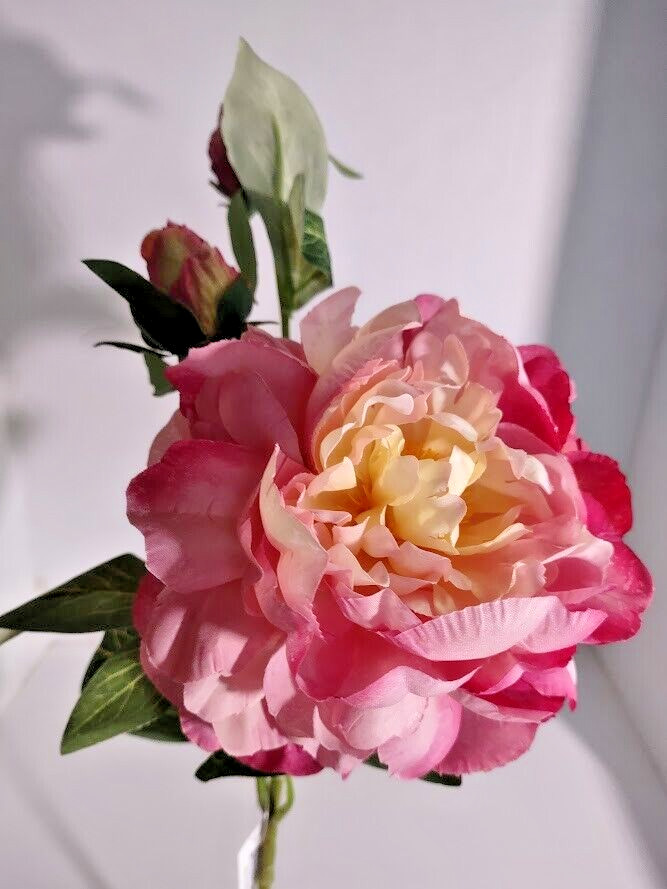 Gorgeous single peony stem