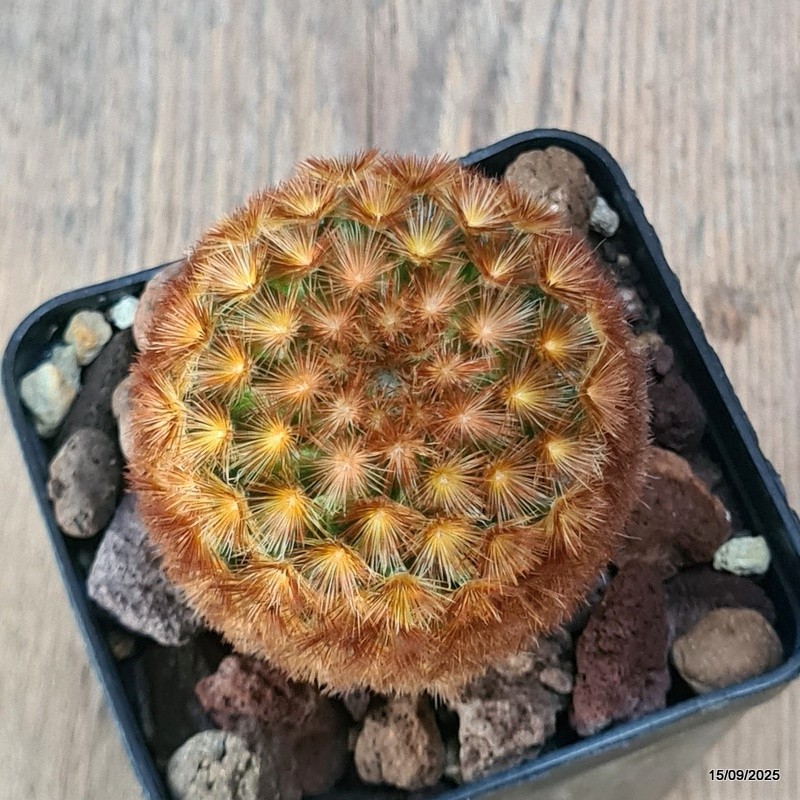 D6419 MAMMILLARIA CARMENAE pot8-H9-W6 cm MaMa Cactus