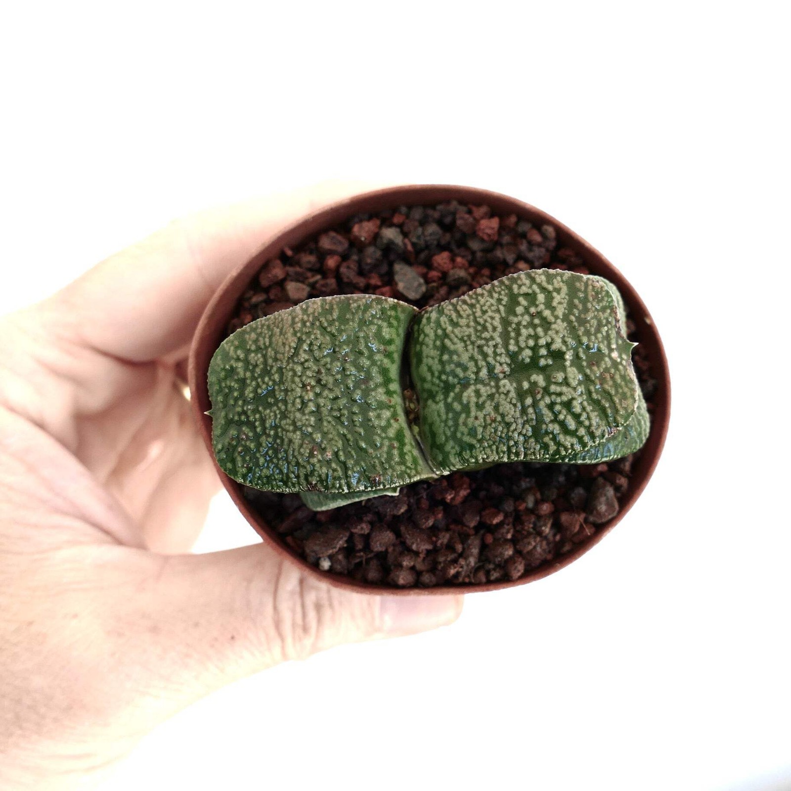 Gasteria armstrongii WHITE PEARL THICK LEAVES (DE LONGHI) – Dwarf Gasteria | Arm