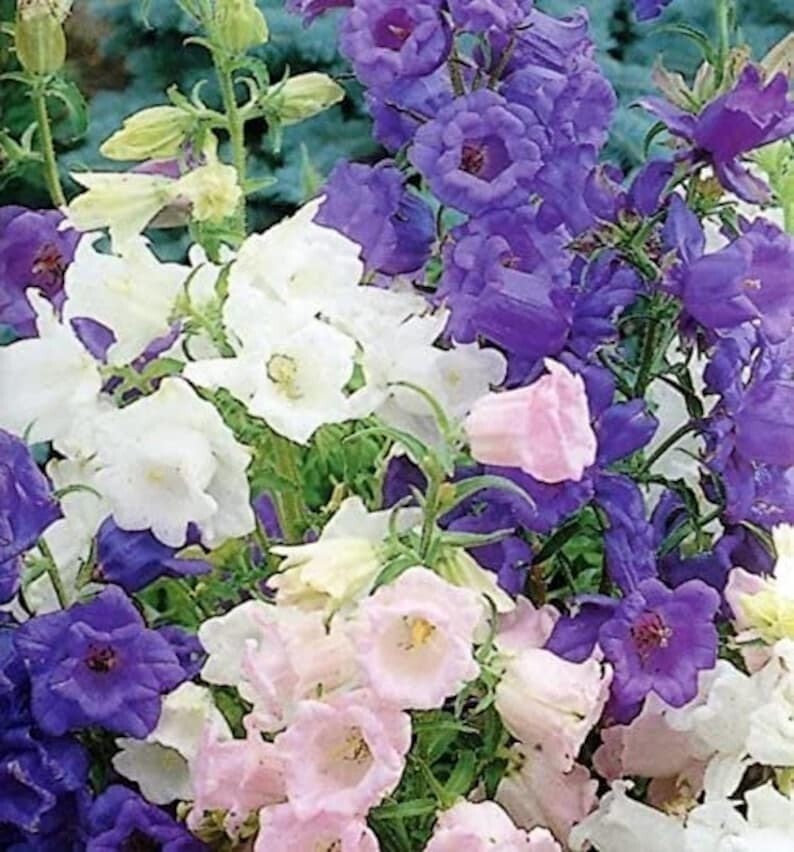 300 Pcs Cute Cup and Saucer Bell Flower Seeds
