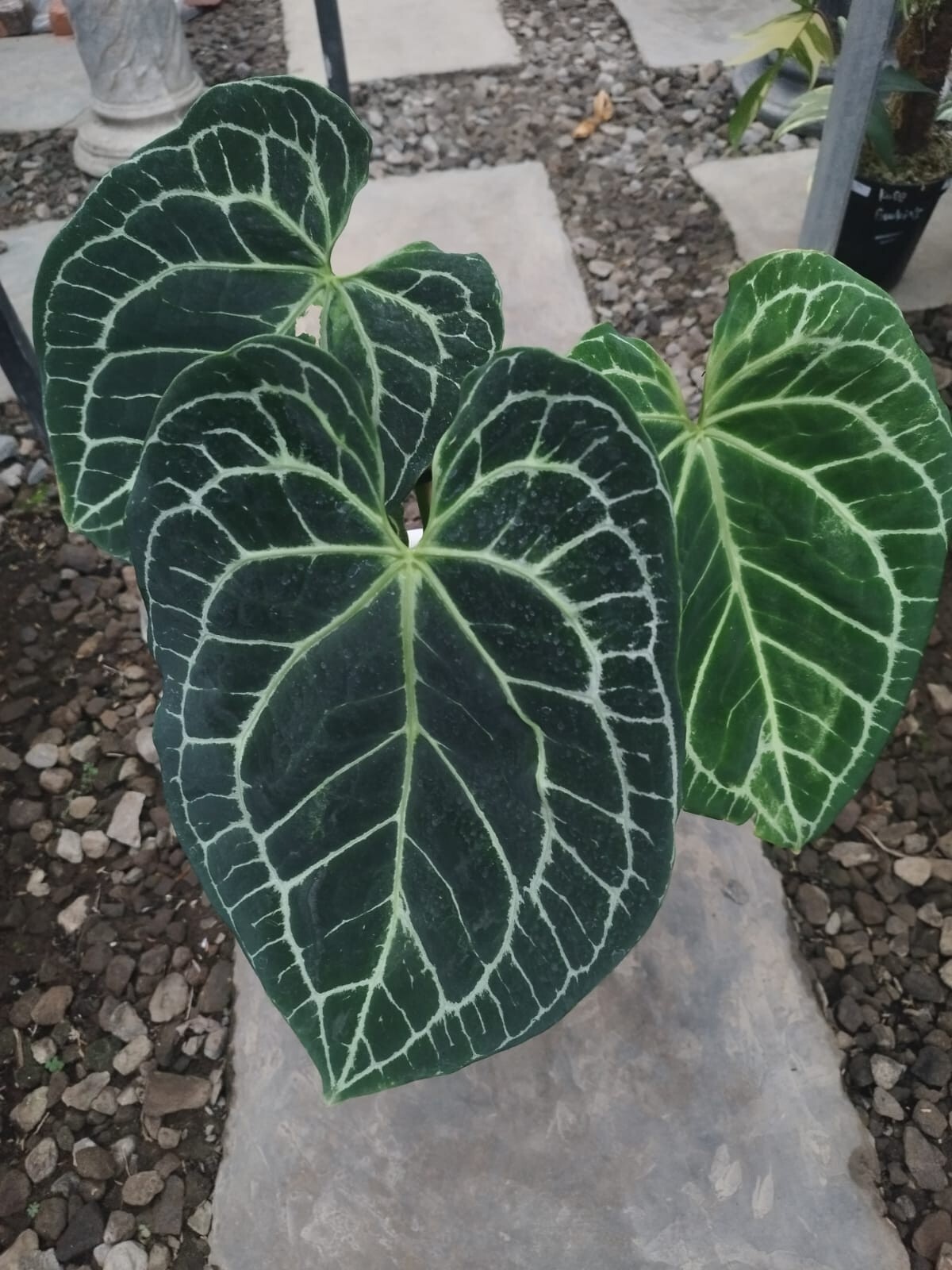 Anthurium King Clarinervium Big Leaves