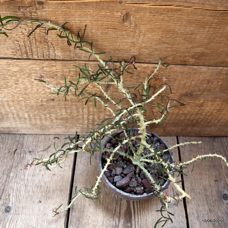 D4555 EUPHORBIA SAKARAHAENSIS pot15-H16-W40 cm MaMa Cactus