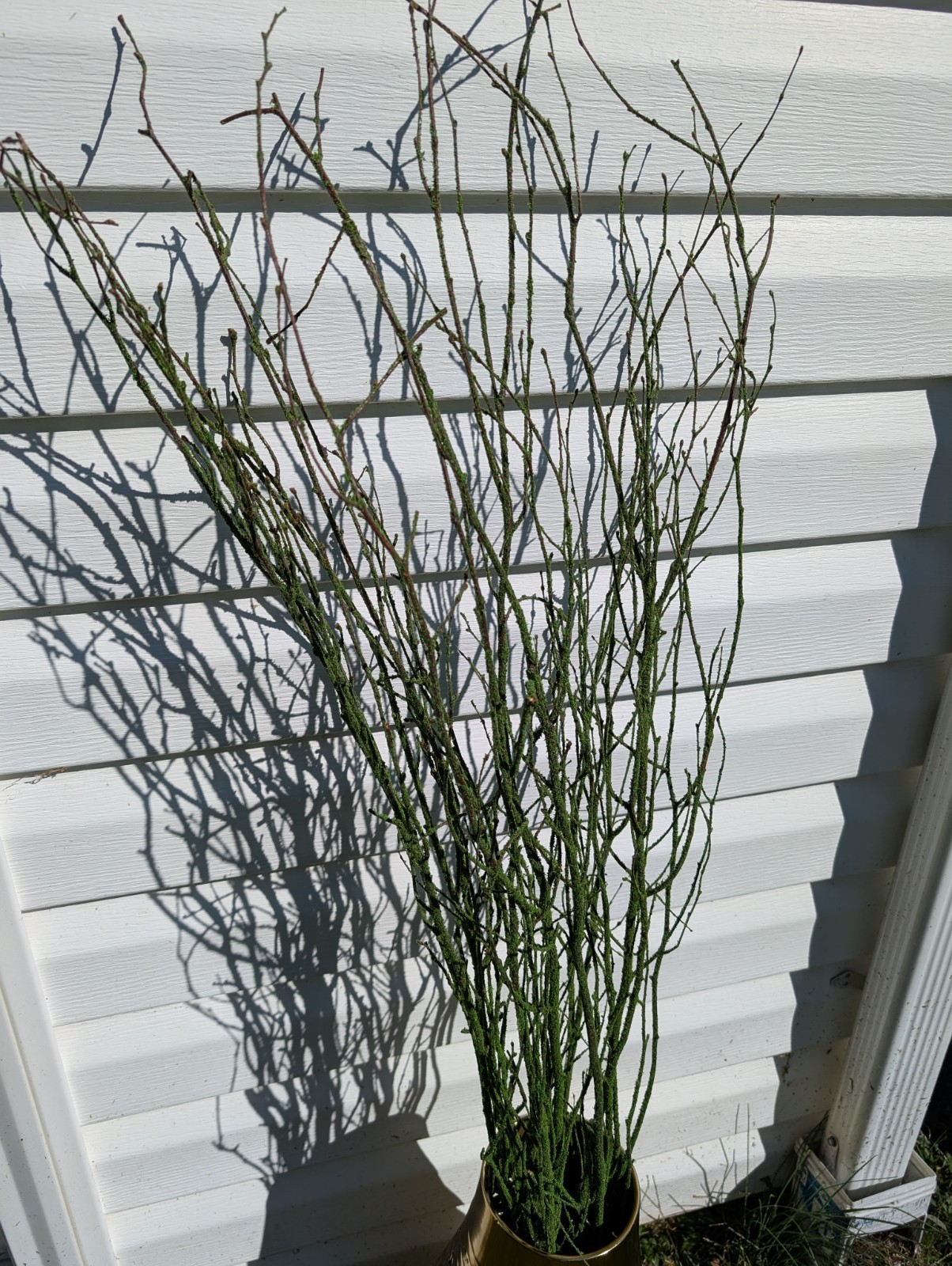 47in Green Coated Reeds Bundle x10 Branches