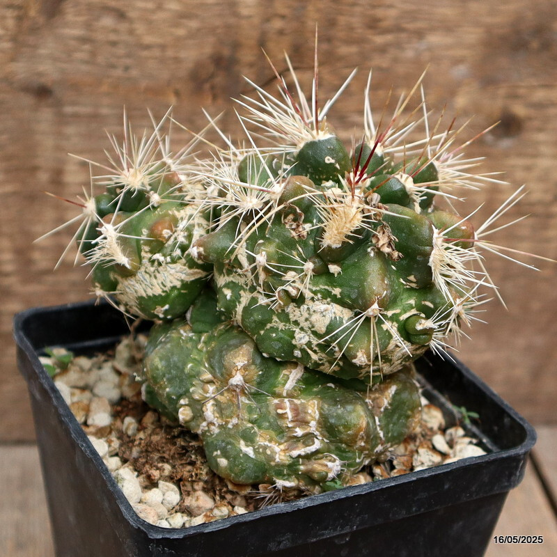 D4217 FEROCACTUS FLAVOVIRENS X RODANTHUS MONSTER pot10-H10-W10 cm MaMa Cactus