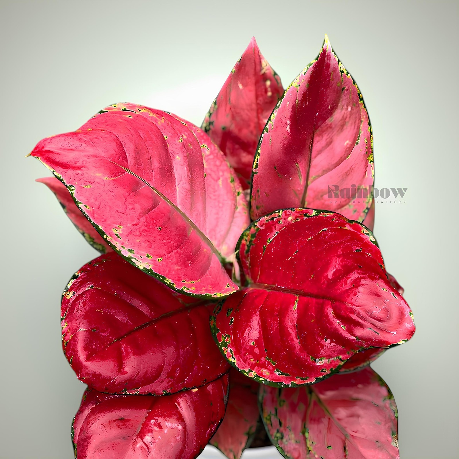 Aglaonema Red Anjamani Beatiful Ornamental Plant