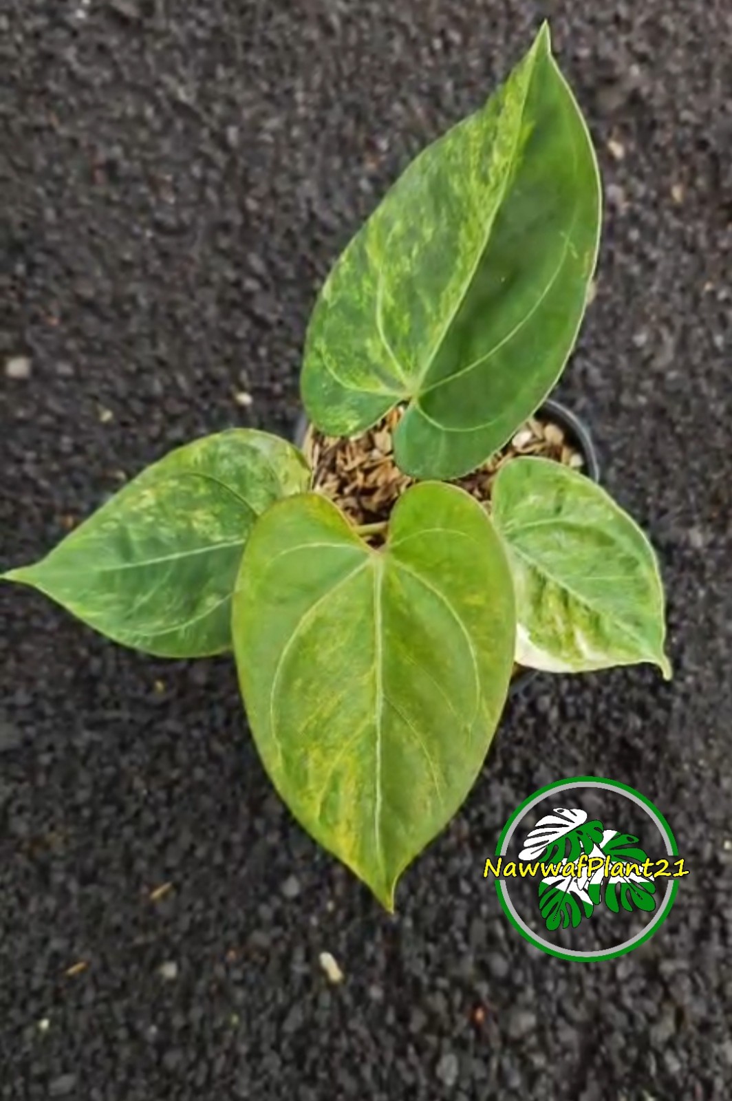 New Anthurium King Of Spades Variegated Hybrid Four Leaf Real Picture Price $680