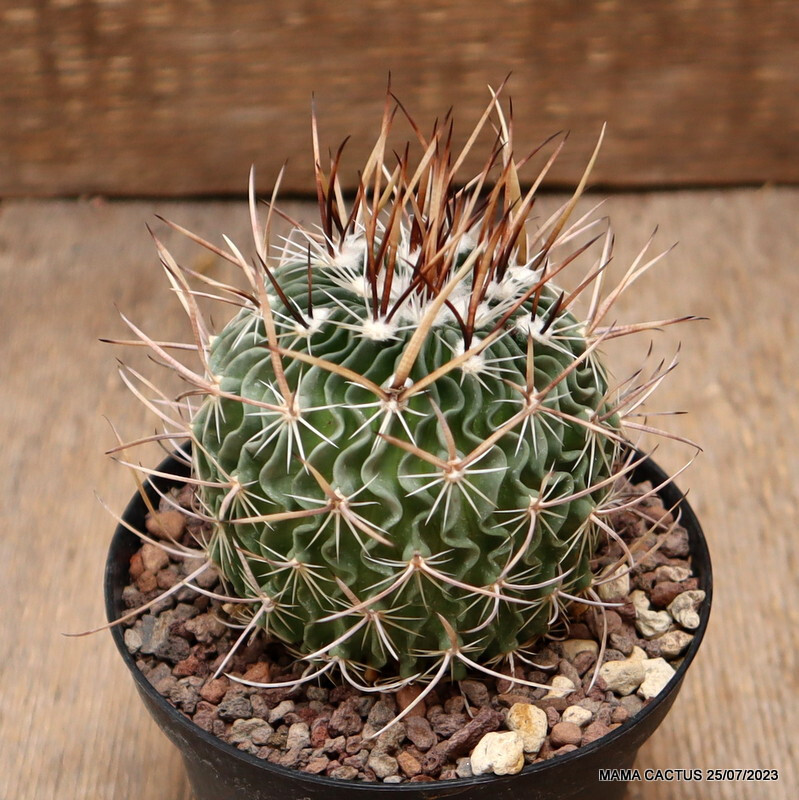 A1784 ECHINOFOSSULOCACTUS LAMELLOSUS pot10-H8-W7 cm MaMa Cactus