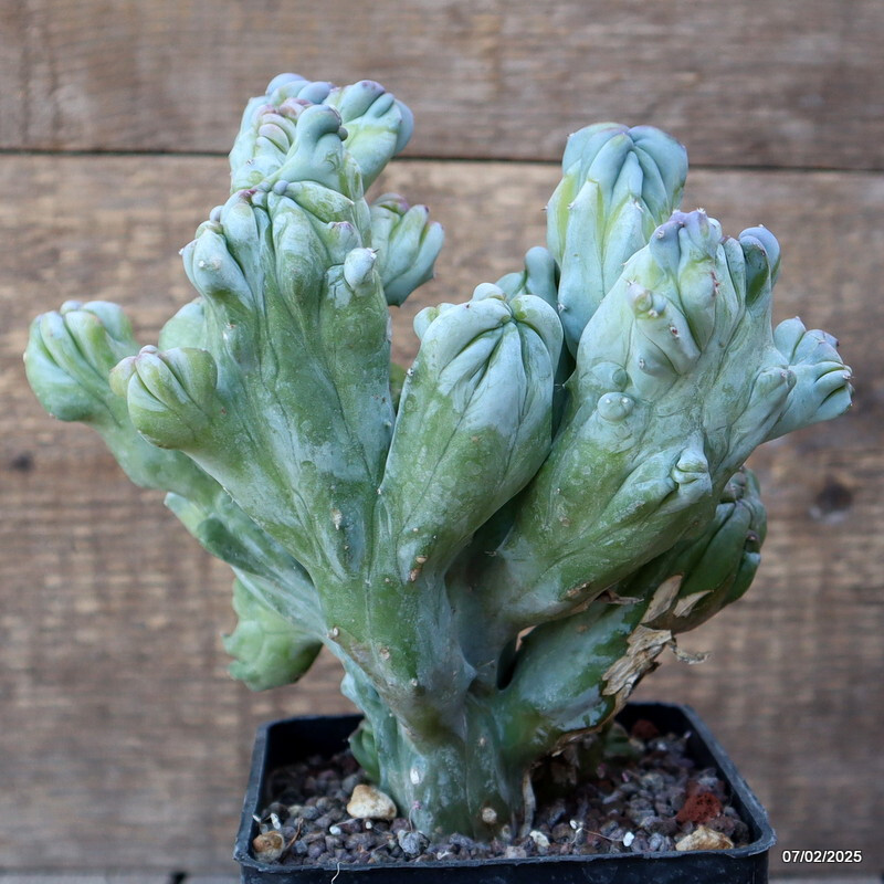 D1507 MYRTILLOCACTUS GEOMETRIZANS CRESTED pot10-H19-W18 cm MaMa Cactus