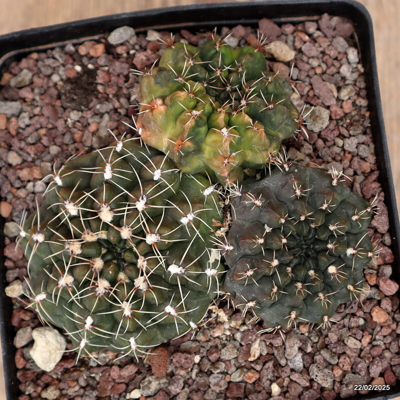 D601 GYMNOCALYCIUM BALDIANUM VARIEGATED pot12-H5-W11 cm MaMa Cactus