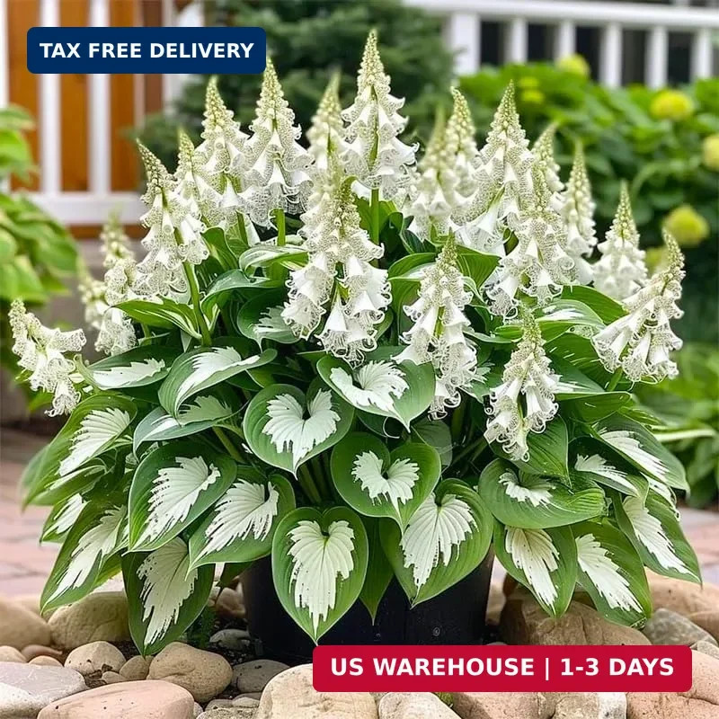 315+ Perennial Mix Color Hosta Seeds for Planting in Outdoor Garden – Shade Tole