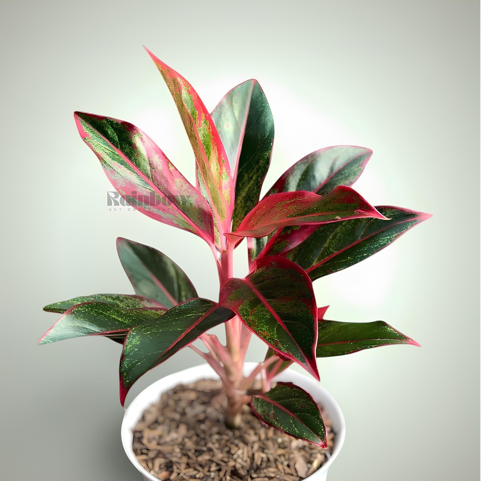Aglaonema Red Lipstik Beatiful Ornamental Plant