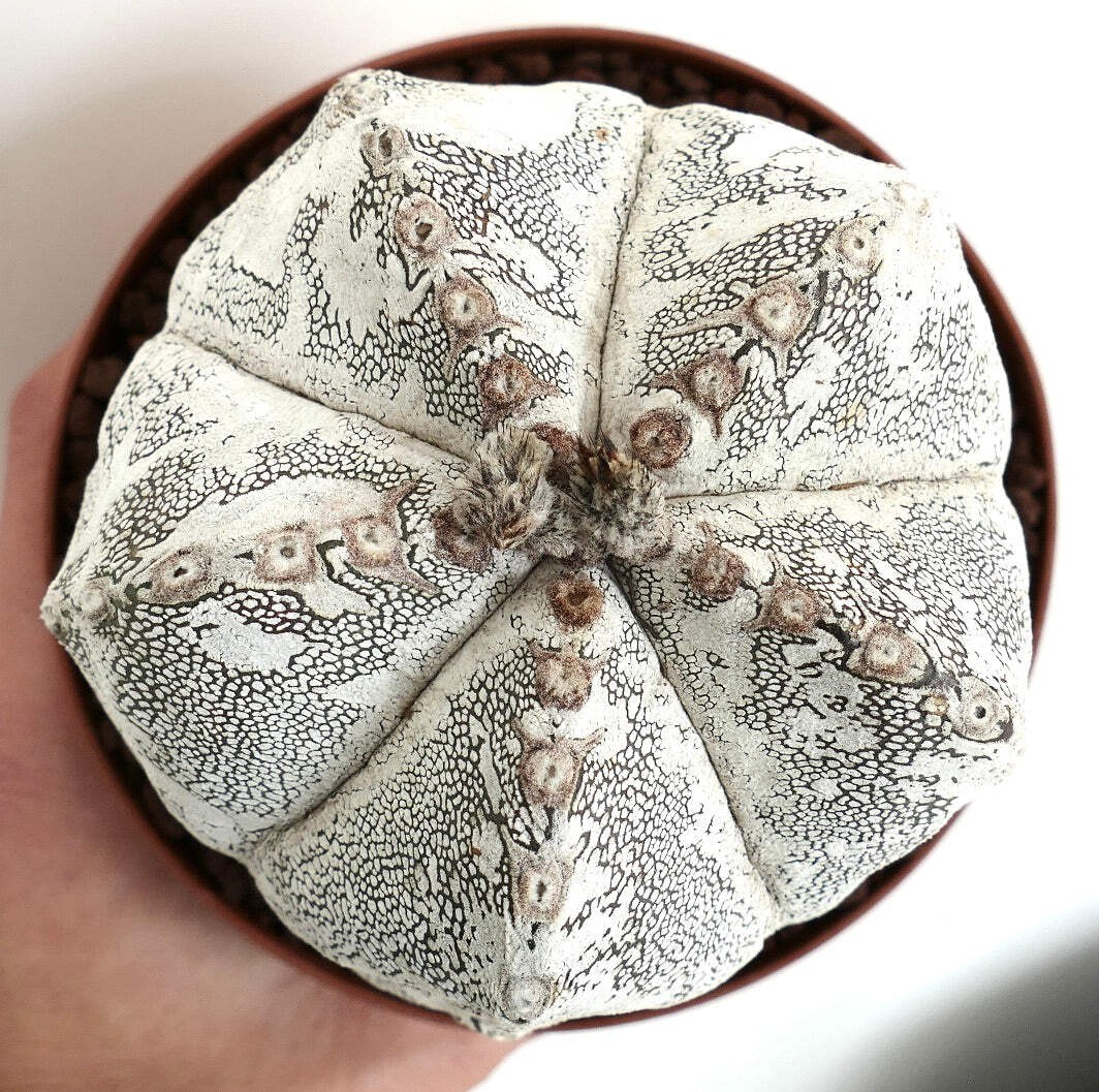 Astrophytum myriostigma cv ONZUKA X HAKUUN SEEDS – Rare Cactus SEEDS