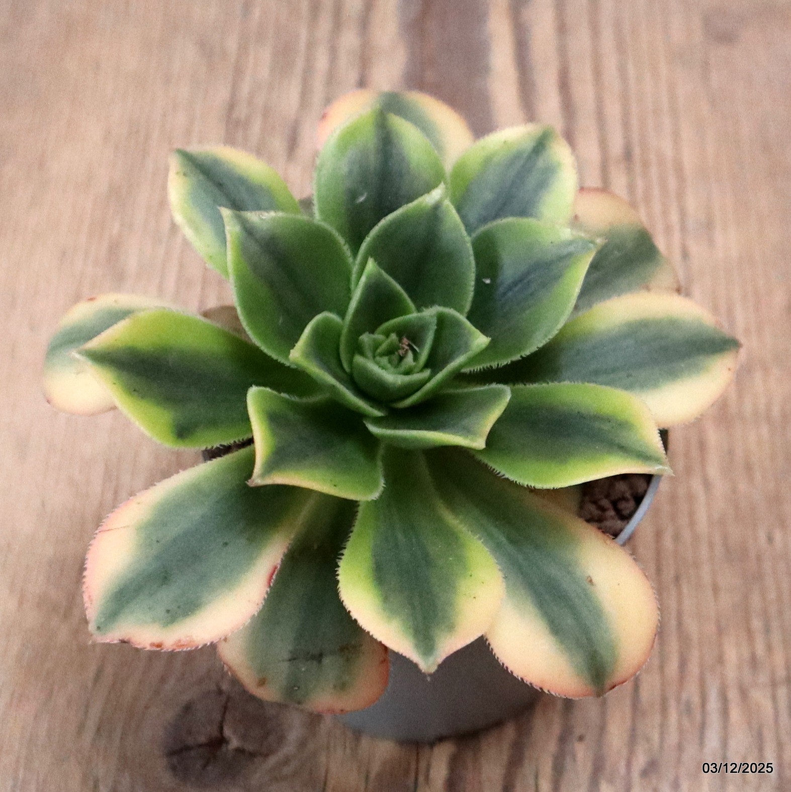 D7652 AEONIUM FLORESENS VARIEGATED pot6,5-H6-W11 cm MaMa Cactus
