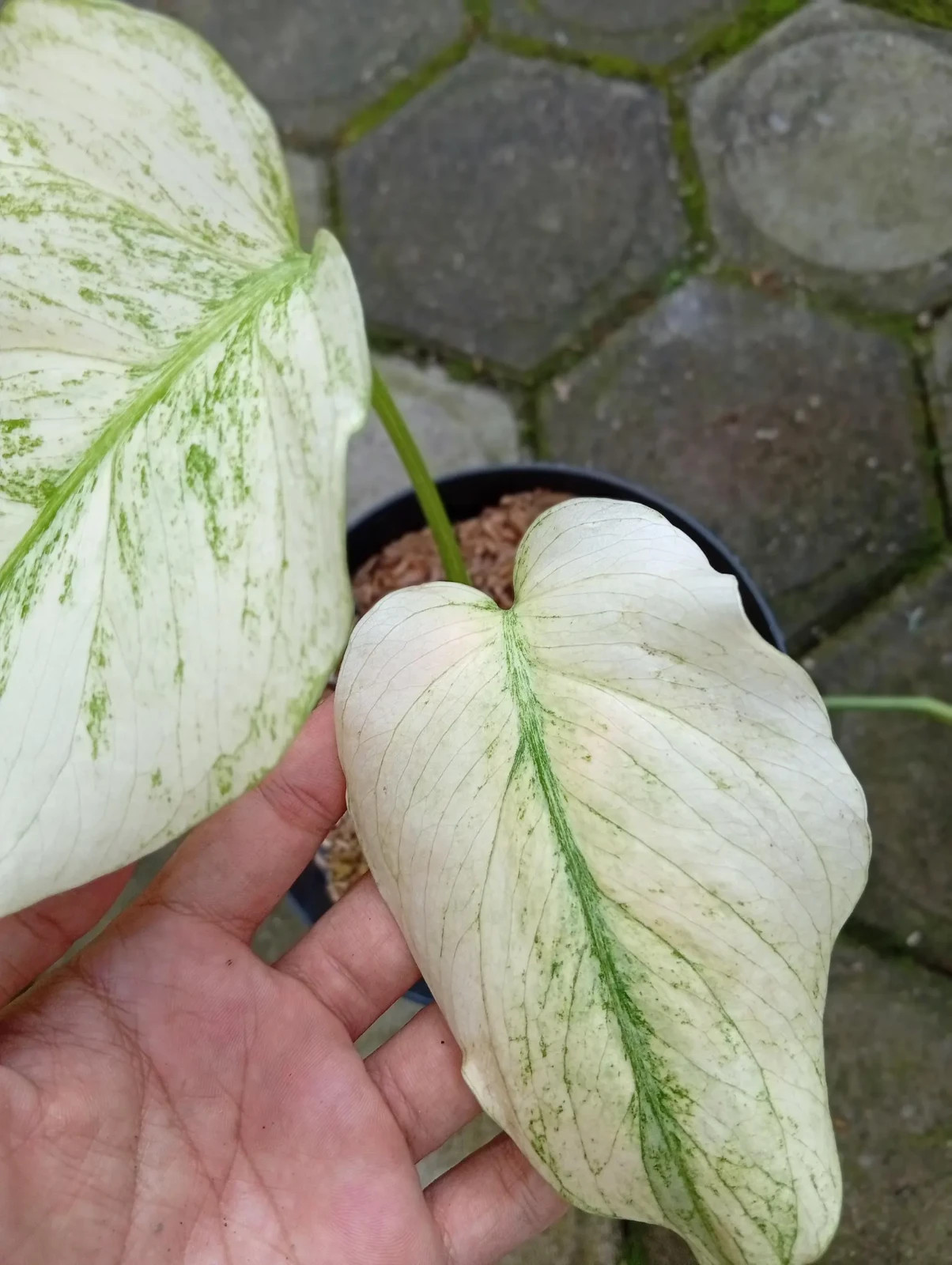 Real Picture Monstera Devil Monster Variegated 2 Leaves