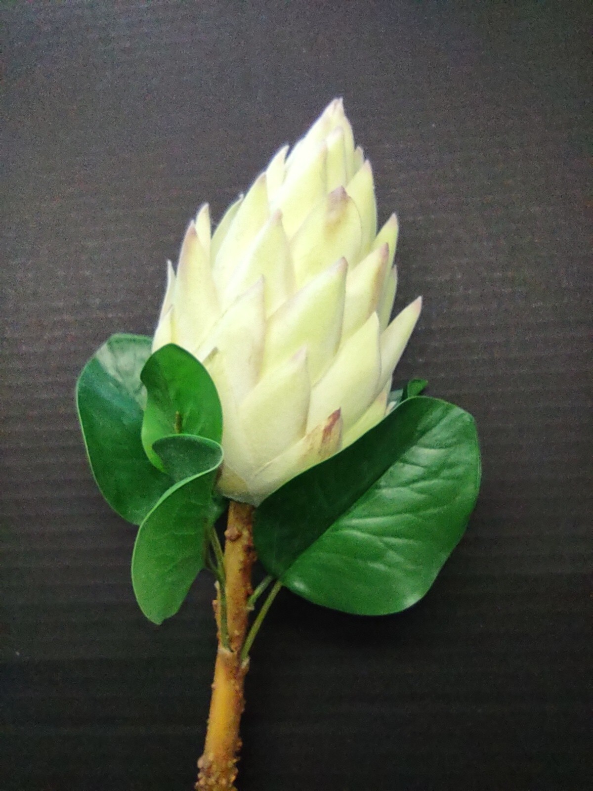 Protea Stems. Hawaiian Flowers. Tropical Flowers MINT/CREAM