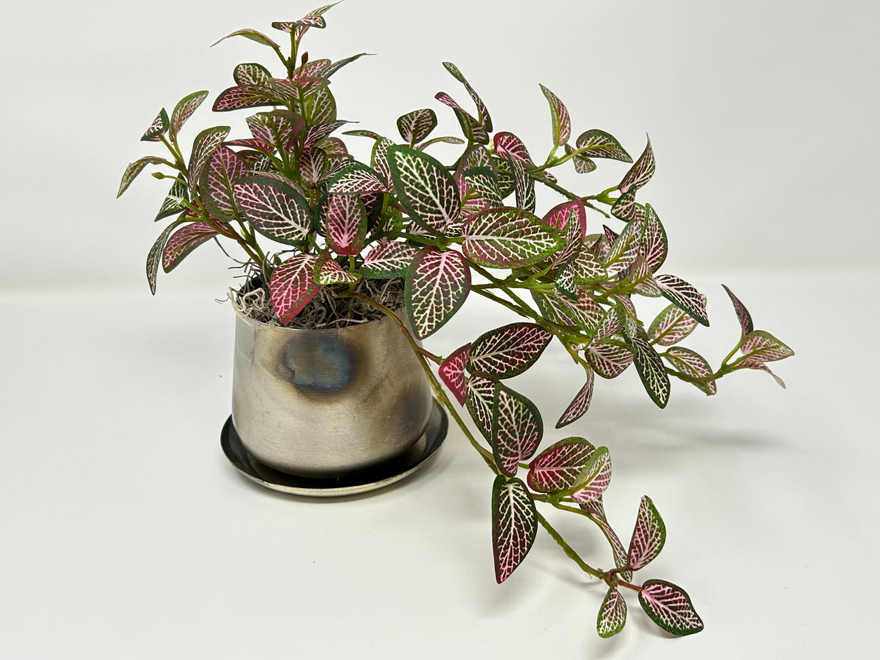 9″ Small Artificial PINK FITTONIA NERVE faux Silk plant in Silver Metal 3.5″ Pot