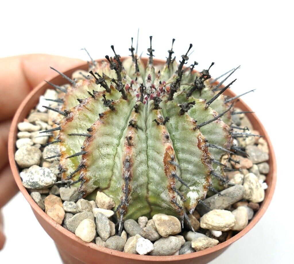 Euphorbia horrida SNOW FLAKES 4 –