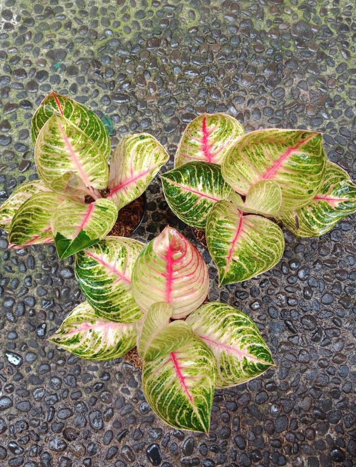 Aglaonema Moonlight Rare Tropical Houseplant Elegant Silver Green Foliage