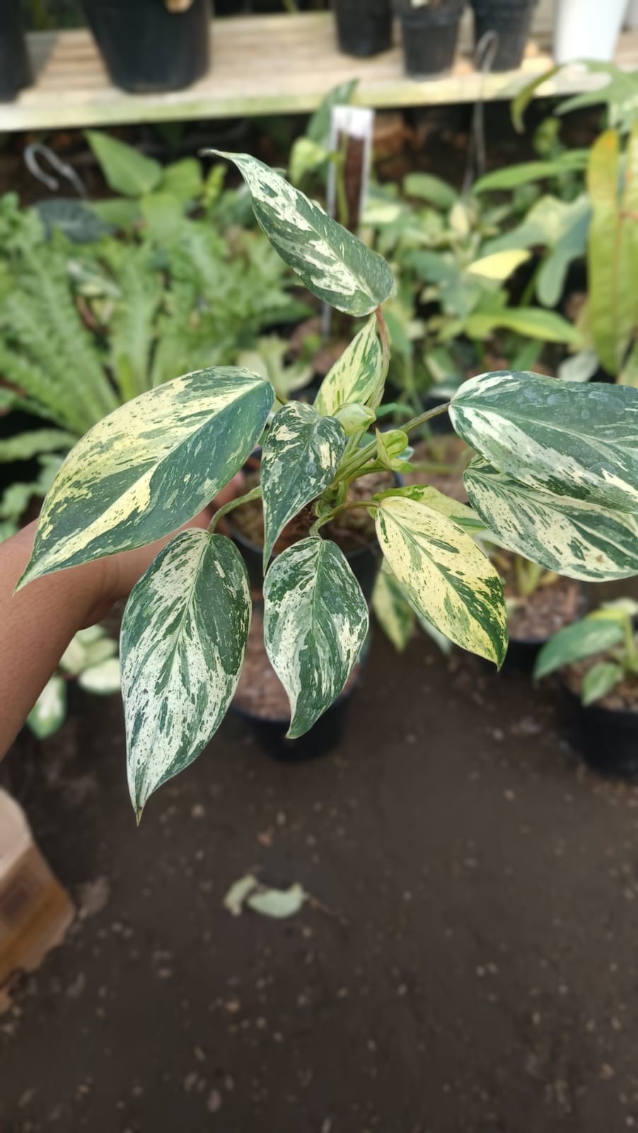 Real Picture Philodendron Ilsemanii Philippines ‘ Emerald Ice ‘ Variegated