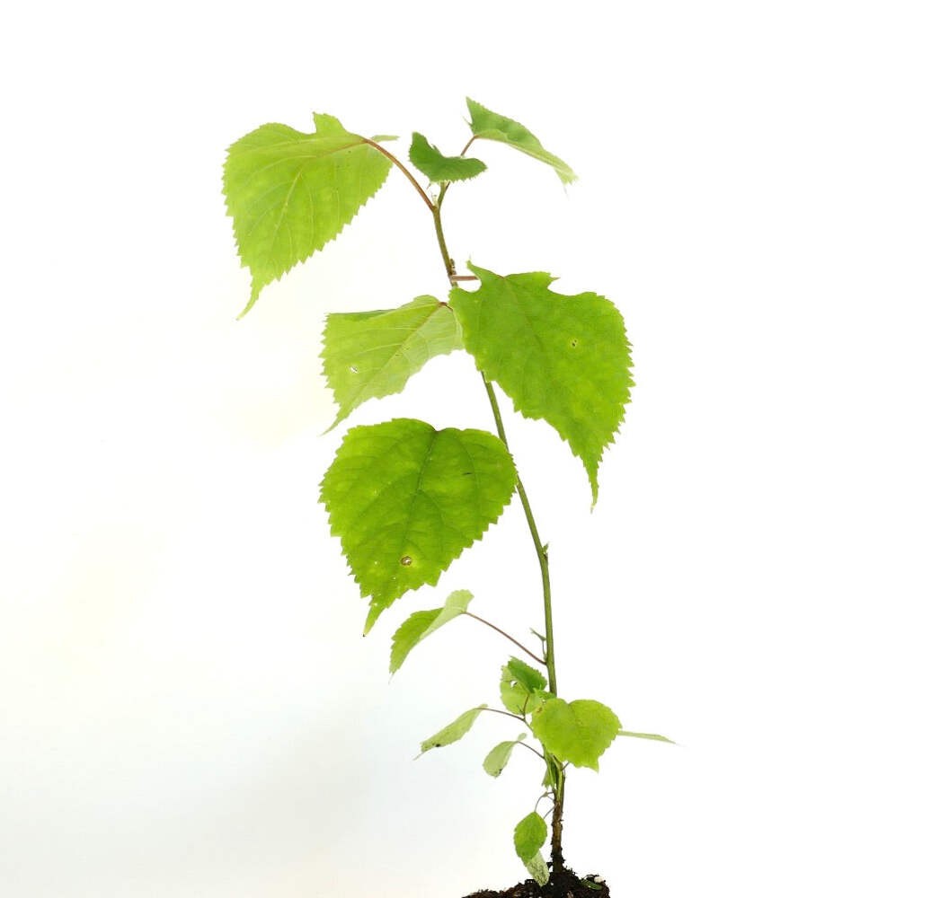 Broussonetia papyrifera – Paper mulberry | White mulberry