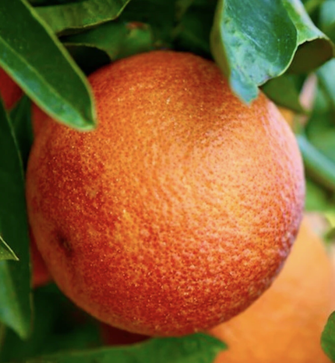 Citrus sinensis cv “Moro” 50-70cm