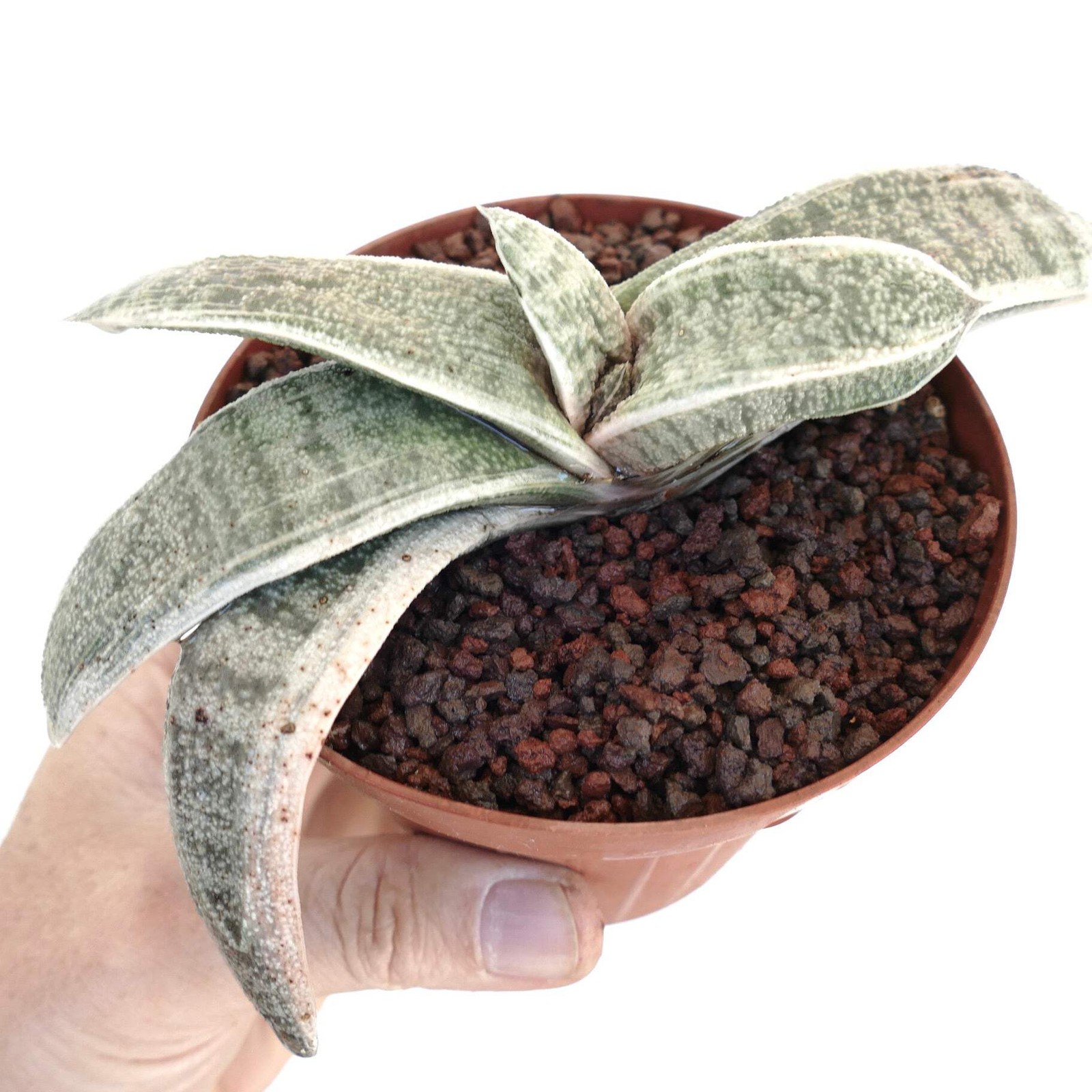 Gasteria batesiana WHITE VARIEGATED cv. ‘Carrara Marble’ – Bates’ gasteria | Whi